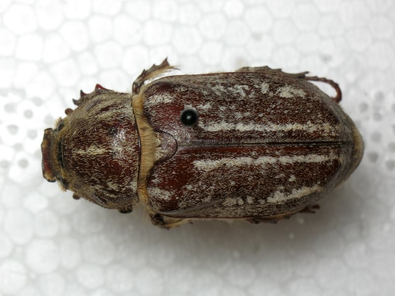 Anoxia orientalis (Krynicky, 1832)
